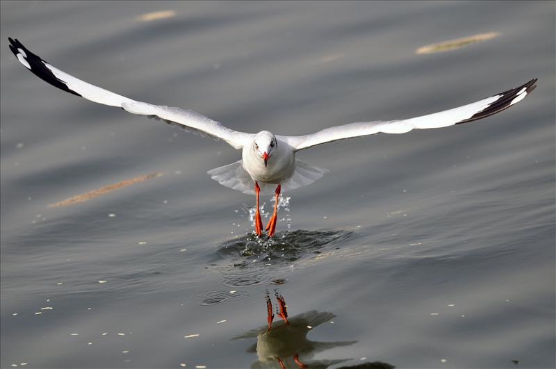 Brown Headed Seal-Gull